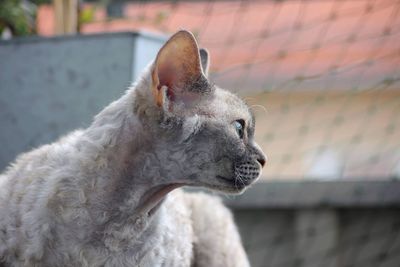 Close-up of a devon rex cat  looking away