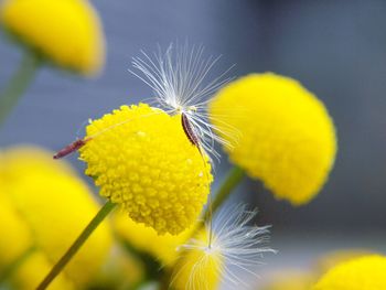 Close-up of yellow dandelion