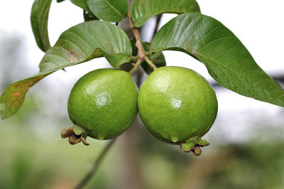 Close-up of fruits growing on tree