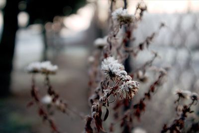 Close-up of frozen plant