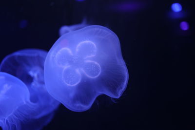 Close-up of jellyfish swimming in sea