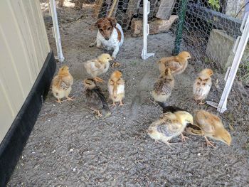 High angle view of ducks in cage