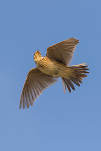 Low angle view of eagle flying against clear blue sky