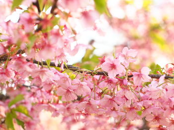 Close-up of pink cherry blossoms in spring