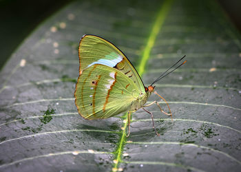 Close-up of butterfly on leaf