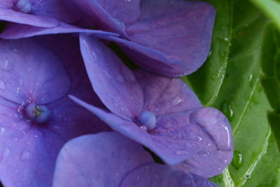 Close-up of pink flowers