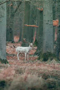 Deer in a forest