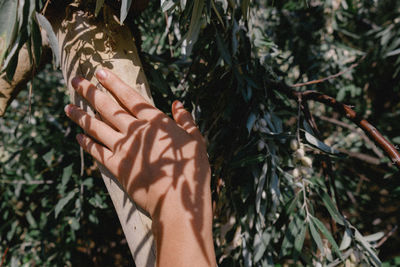 High angle view of hands on plants