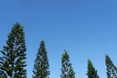 Low angle view of trees against clear blue sky
