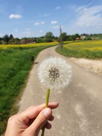 Hand holding dandelion flower