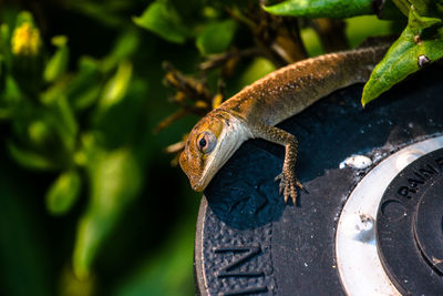 Close-up of lizard on metal