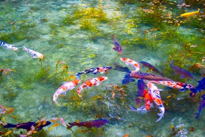 High angle view of koi carps swimming in lake