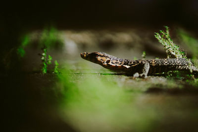 Close-up of lizard on a land