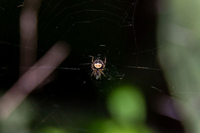 Close-up of spider on web