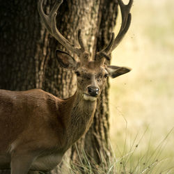 Deer standing in a field