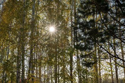 Low angle view of sunlight streaming through trees in forest