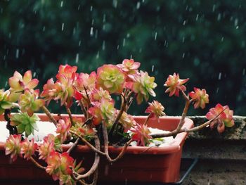 Close-up of flowers blooming outdoors