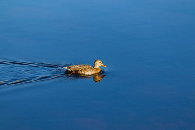 High angle view of bird floating on a lake
