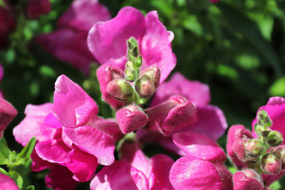 Delicate pink buds and flowers on a snapdragon