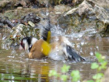 View of birds swimming in lake