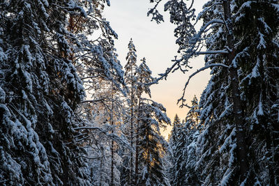 Low angle view of snow covered tree against sky