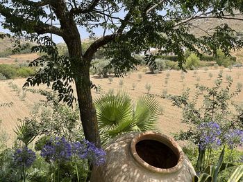 Scenic view of flowering tree on field