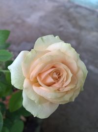 Close-up of rose against blurred background