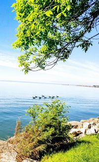 Tree by sea against sky