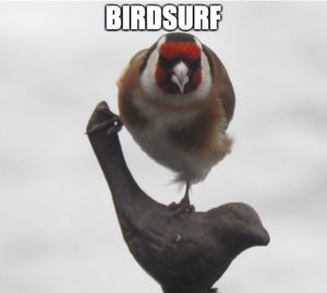 Close-up of bird against blurred background