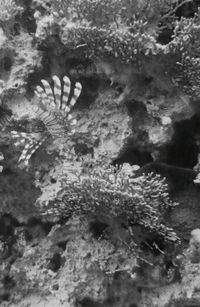 Close-up of fish underwater