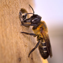 Close-up of bee on wood