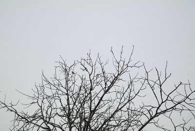 Low angle view of bare tree against clear sky