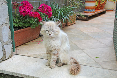 Cat sitting on floor in yard