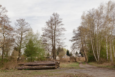 Trees in park