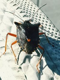 High angle view of insect on snow