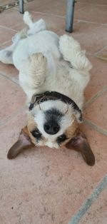 High angle portrait of a dog