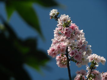 Low angle view of cherry blossoms against sky