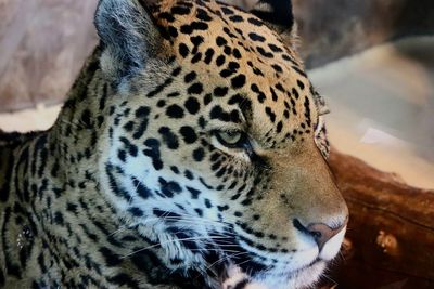 Close-up of a cat looking away