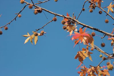 Low angle view of cherry tree against clear blue sky