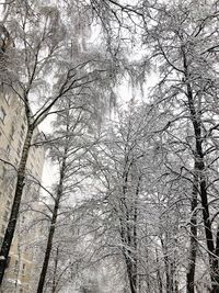 Low angle view of bare trees in winter
