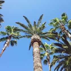 Low angle view of palm tree against clear blue sky