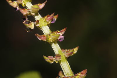 Close-up of flowering plant against black background