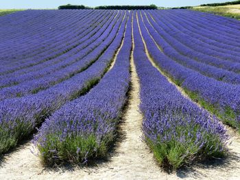 Full frame shot of lavender growing in field