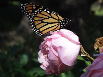 Close-up of butterfly pollinating on pink flower