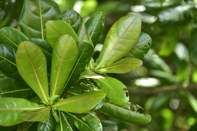 leaf
