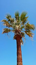 Low angle view of trees against clear blue sky