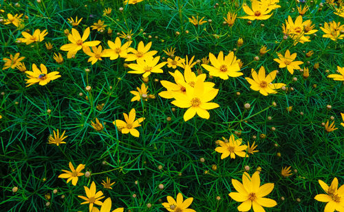 Close-up of yellow flowers blooming in field