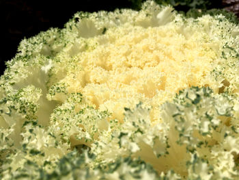 Close-up of white flowering plants