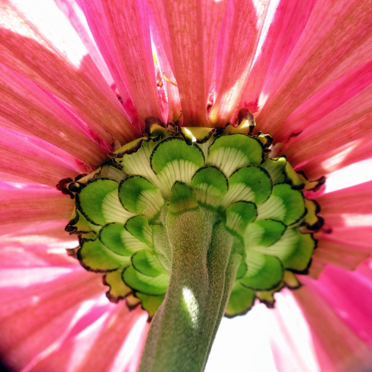 flower, freshness, flower head, petal, fragility, growth, full frame, beauty in nature, single flower, close-up, backgrounds, nature, natural pattern, red, plant, extreme close-up, macro, pattern, pink color, pollen