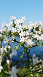 Low angle view of apple blossoms against sky